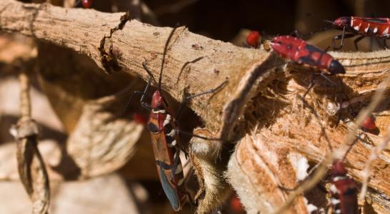 Red Bugs on Baobao Fruit